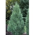 thumbnail image 6 of Medora Juniper  10 Live Plants  Perfect for Year-Round Landscaping, Privacy Screening, and Low Water Environments, Drought-Tolerant, 6 of 9