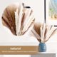 thumbnail image 4 of Decoración de Hierba de Pampas Secas Naturales, Colas de Conejo de Hierba Natural de la Pampa, Decoraciones de Hierba de Pampa Seca, Ramo de Hierba Carrizo para Sala de Estar, Cocina, Boda, Fiestas, 4 of 4