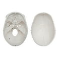 thumbnail image 6 of Numbered Human Adult Skull, 3 Part - Medical Quality Anatomical Model - 9" Height - Removable Skull Cap, Shows Most Major Foramen, Fossa, and Canals - Articulated Mandible - Eisco Labs, 6 of 6