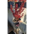thumbnail image 2 of Coprosma repens 'Pacific Sunset' on 1 gallon pot - Get similar, 2 of 3