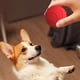 thumbnail image 5 of Bola de juguete de gato Interactiva Bola de obstáculos Auto gatitos USB gatitos recargables de salto eléctrico para gato interior, 5 of 6