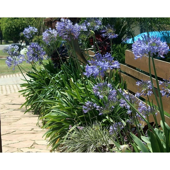 Agapanthus Lily of The Nile - 30 Live Plants - Blooming Ornamental Foliage