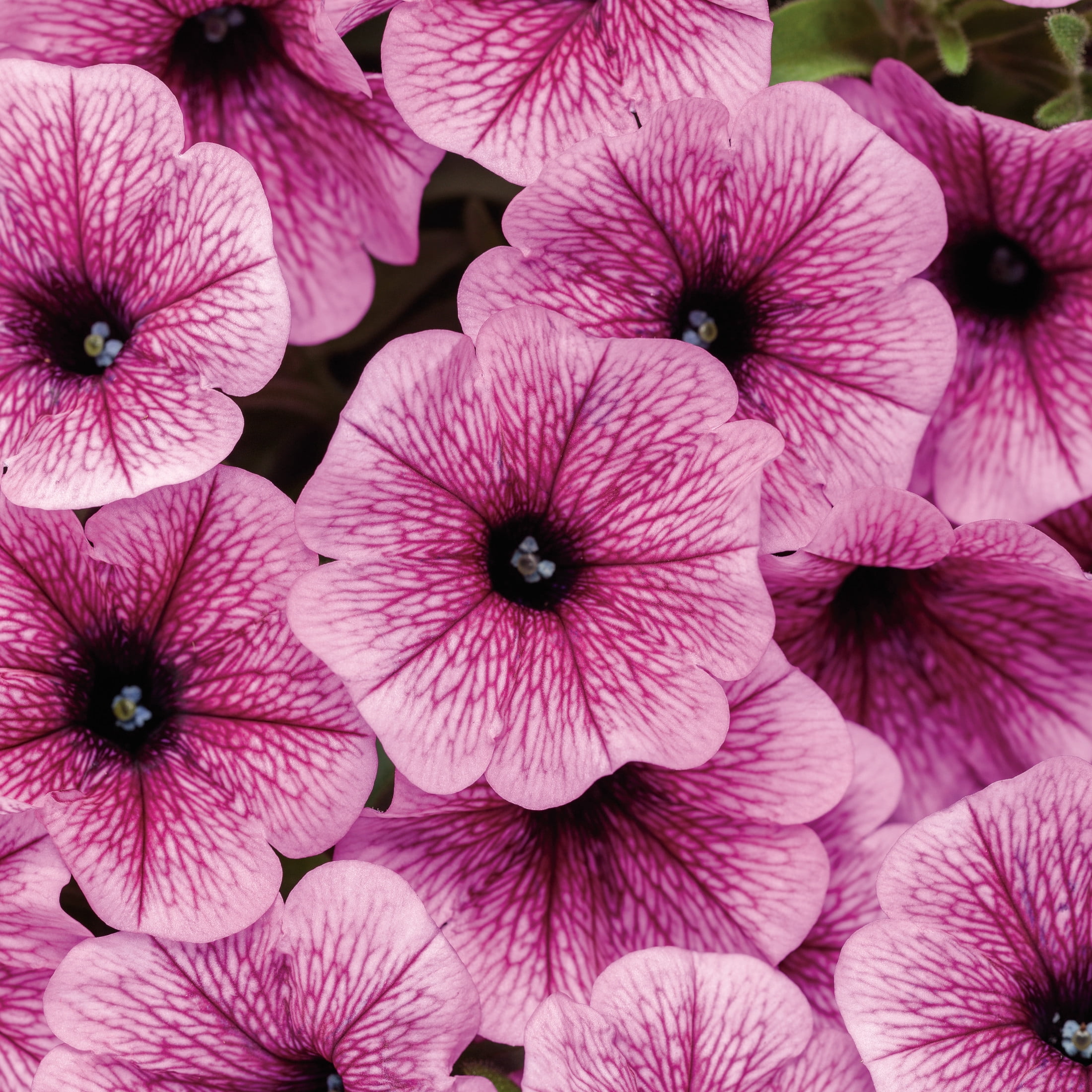 Proven Winners 4" Pink Supertunia Mini Vista Plum Veined Petunia Live Plant in 4.25" Pot (4 Count)