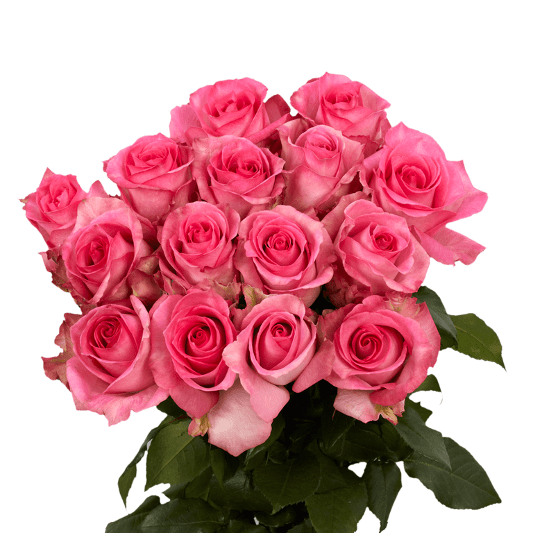 Beautiful Rose Flowers Gallery | Best Flower Site