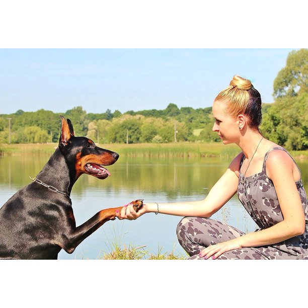 Paw Doberman Pinscher Woman Hobby Pet Dog-20 Inch 30 Inch Laminated Poster With Bright Colors And Vivid Imagery-Fits Perfectly In Many Attractive Frames - Walmart.com