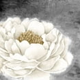 thumbnail image 2 of Allen, Kimberly 26x26 Black Ornate Wood Framed with Double Matting Museum Art Print Titled - White Peony, 2 of 4