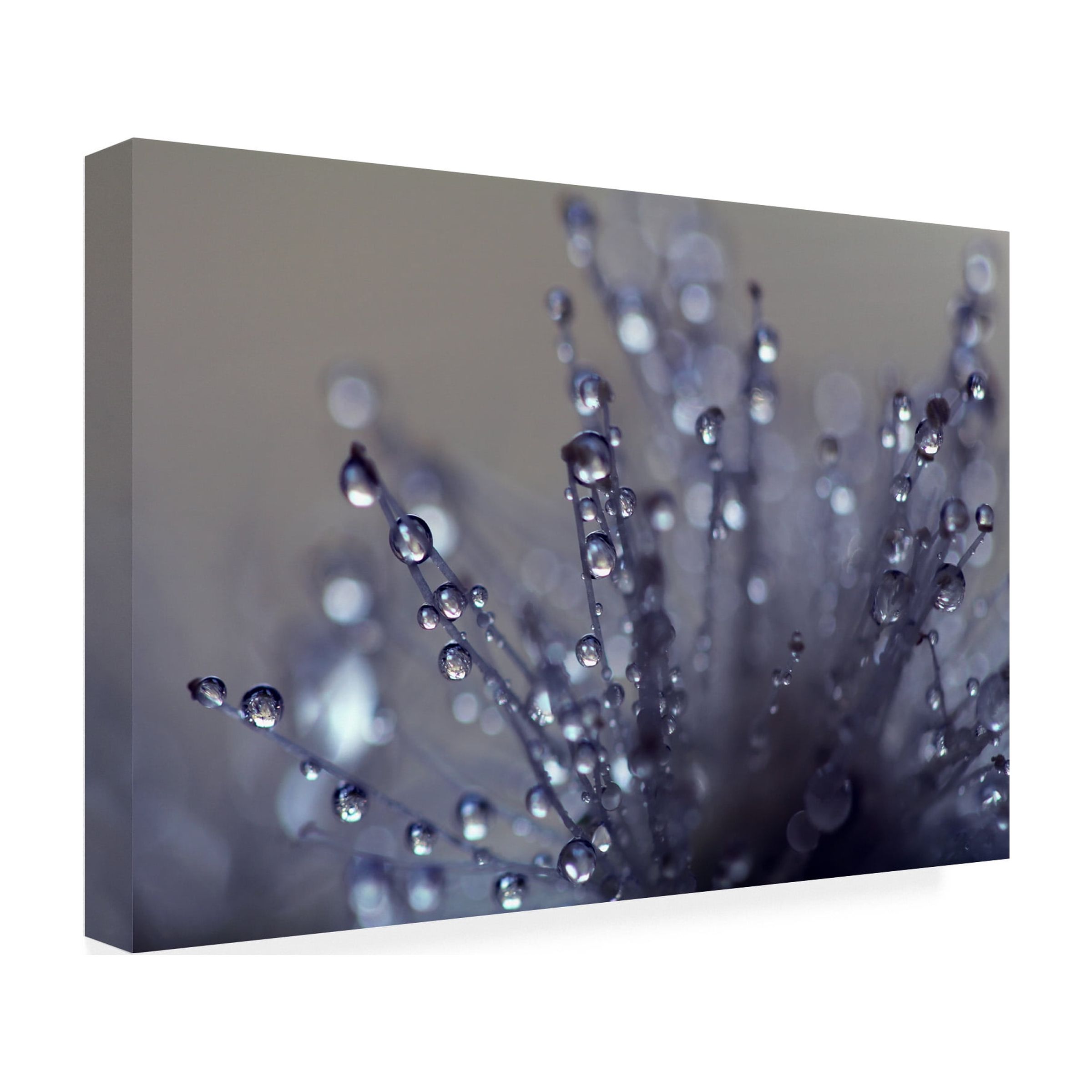 Trademark Fine Art "Evening Jewels" Canvas Art by Beata Czyzowska Young