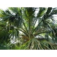 10 Hardy SABAL PALM TREE Cabbage Palmetto Flower Seeds