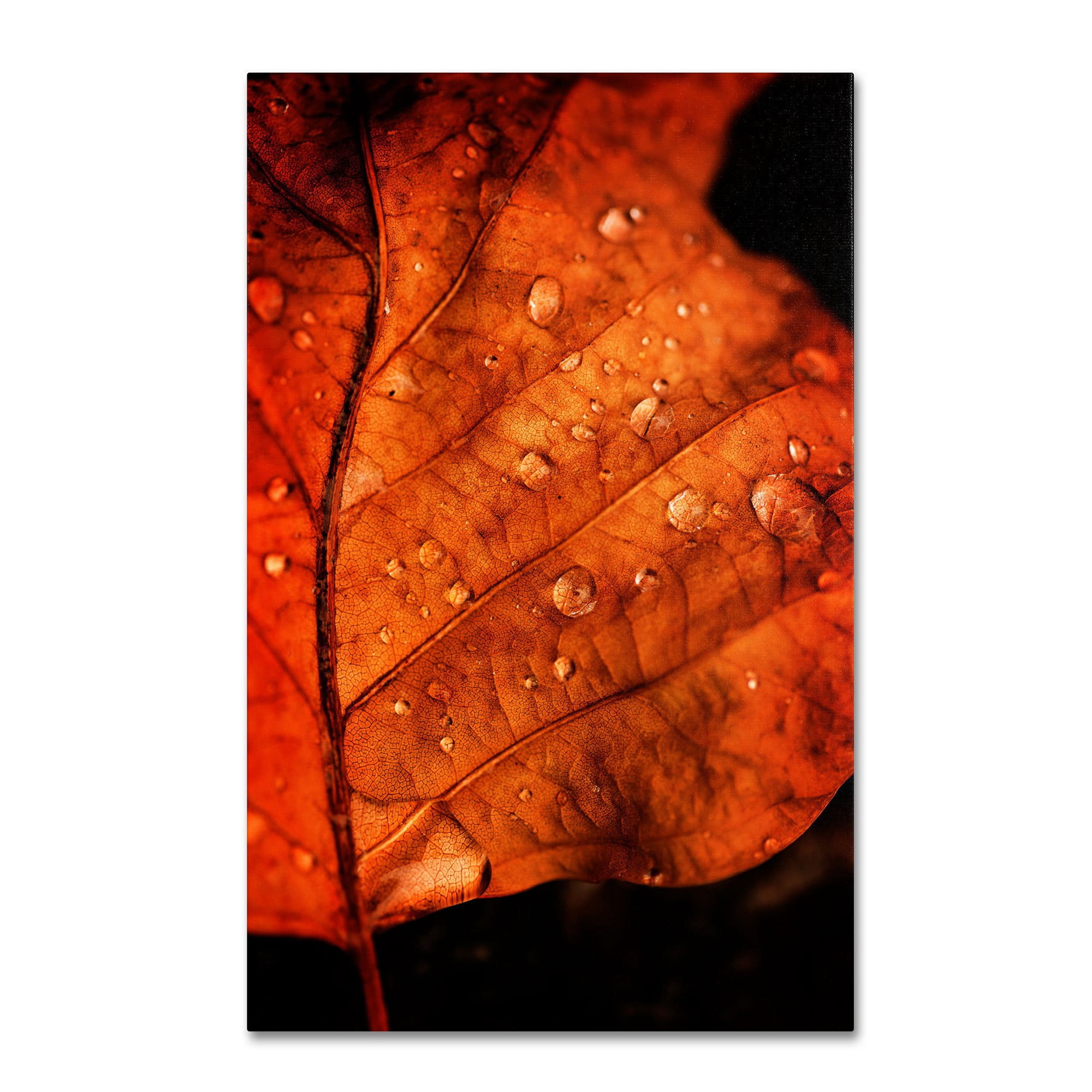 Trademark Fine Art "Autumn Droplets" Canvas Art by Philippe Sainte-Laudy