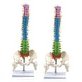 thumbnail image 1 of 2X 45cm with Pelvic Human Anatomical Anatomy Spine Spinal Column Model Teaching Resources for Students, 1 of 6