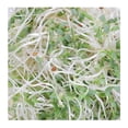 thumbnail image 3 of Germiando de Alfalfa San Francisco 200 GR, 3 of 4