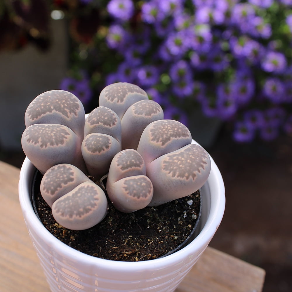Element by Altman Plants Lithops Live Succulent, Live Indoor House Plants with Grower Pots , 2.5 inch , Pack of 4