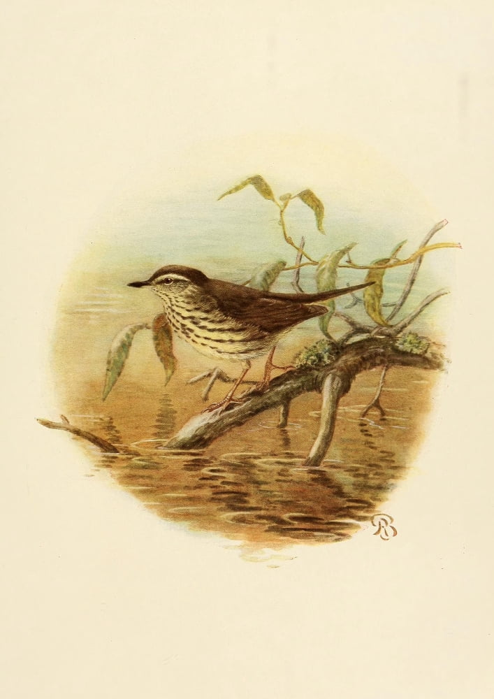 Birds Of California