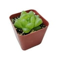 thumbnail image 5 of Haworthia Cymbiformis var. Obtusa (4"+ Plastic Pot) - Tiny, Lovely, Easy to Care Succulent for Beginners - Live Healthy Succulent for Home Office, 5 of 8
