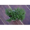 thumbnail image 2 of Spicy Orange Thyme Herb Plant- 3" Pot - Perennial, 2 of 4