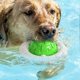 thumbnail image 4 of Squeaky Dog Chewing Toy Bite-resistant Dog Interactive Toy Multifunctional Pet Tooth Cleaning Toys, 4 of 5