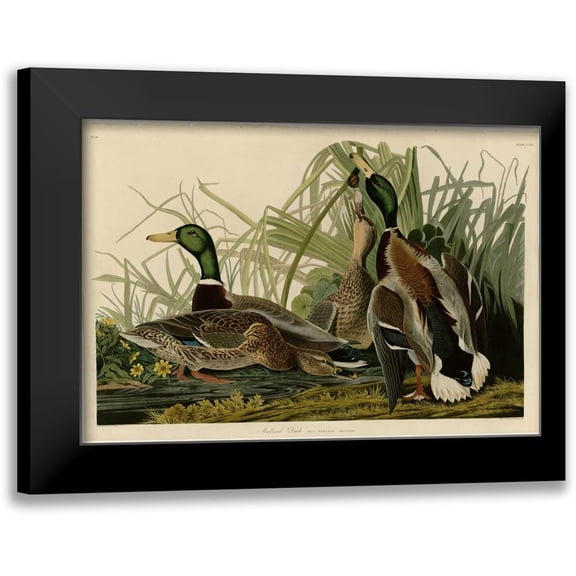 Audubon, John James 14x11 Black Modern Framed Museum Art Print Titled - Mallard Duck