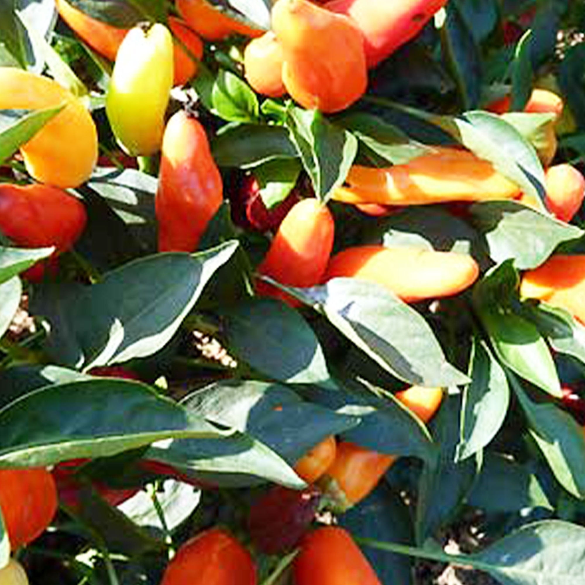 Sweet Pickle Pepper Seeds 250 Mg 35 Seeds Heirloom, Open