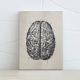 thumbnail image 4 of Estructura del cerebro Pintura Educativa Galería de interiores Escuela Enseñanza Imagen Poster ornamental desmontable colorido con marco Advancent HA010721-00, 4 of 7