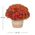 thumbnail image 3 of Better Homes & Gardens 1.5Gal Orange Garden Chrysanthemum Plant Decorative Pot Sun, 3 of 14