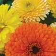 thumbnail image 4 of Ferry-Morse 325MG Calendula Dwarf Fiesta Blend Annual Flower Seeds, Full Sun, 4 of 11