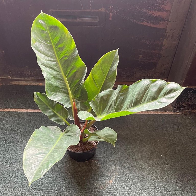 Golden Melonii Philodendron - Live Plant in a 4 Inch Pot - Philodendron  Erubescens - Extremely Rare and Beautiful Indoor Houseplant - A Rare  Tropical Masterpiece - Walmart.com