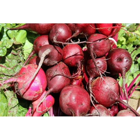 250 Seeds EARLY WONDER BEET Beta Vulgaris Vegetable Seeds