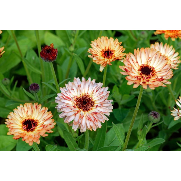 20 Zeolights Calendula Officinalis MARIGOLD Flower Seeds Zeolight Coral Peach Apricot Pink