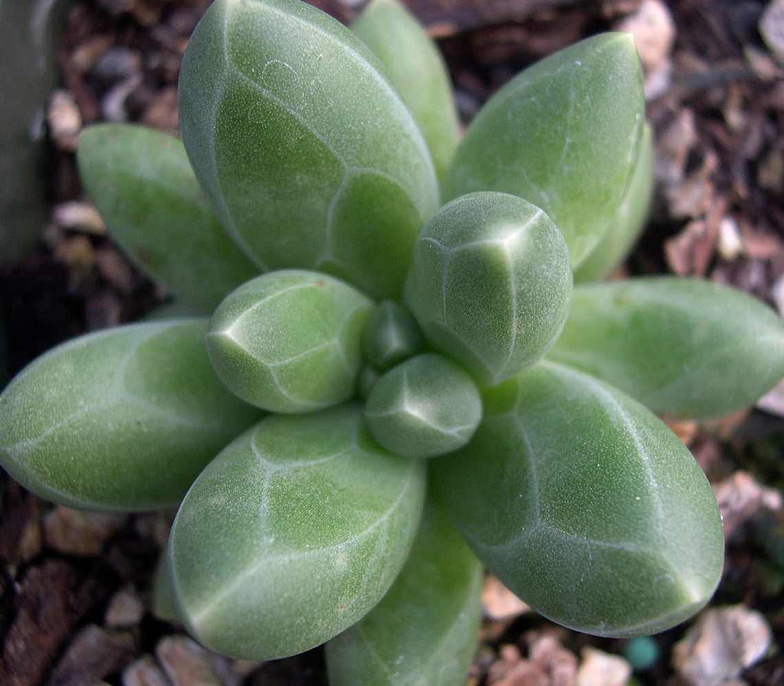 Little Jewel Desert Rose Succulent Plant Pachyphytum