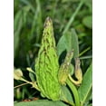thumbnail image 6 of 20 Green SPIDER MILKWEED Asclepias Viridis White Purple Monarch Flower Seeds, 6 of 8