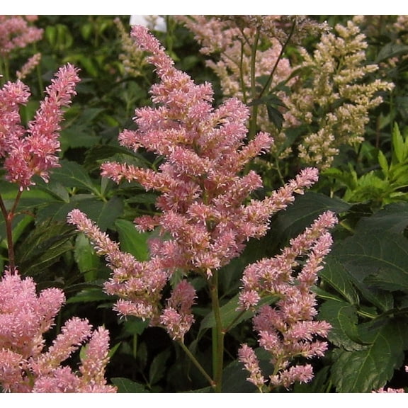Peach Blossom Astilbe - 1 Gallon Shade Perennial