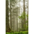 thumbnail image 3 of Poinski, Dianne 17x24 Black Modern Framed Museum Art Print Titled - North Coast Redwoods, 3 of 5