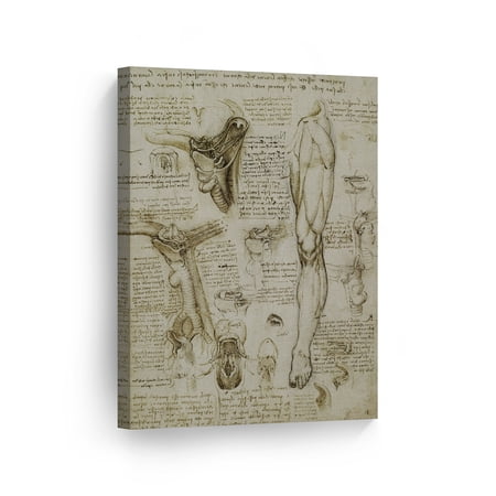 Smile Art Design Throat and Muscles of Leg by Leonardo Da Vinci Canvas Wall Art Canvas Print Famous Art Painting Reproduction Fine Art Home Decor Ready to Hang- Made in USA- 28x19