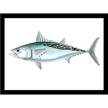 FRAMED False Albacore (Little Tunny) By Damon Crook 24x18 Graphic Art