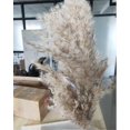 thumbnail image 3 of 20pcs Dried Pampas Grass Phragmites Communis Wedding Flower Bunch, 3 of 5