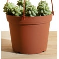 thumbnail image 3 of Burrito Sedum Hanging Succulent in 6" Grower Pot, 3 of 3