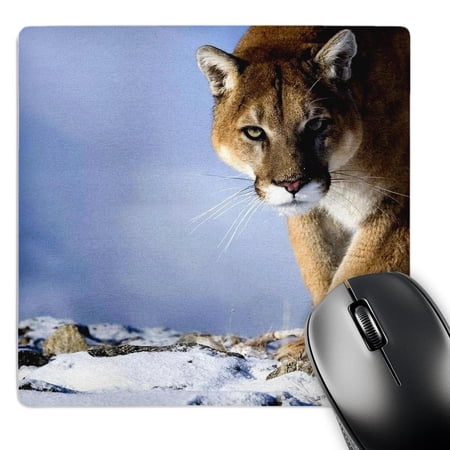3dRose  Cougar  MousePad price history on PriceWatchPro
