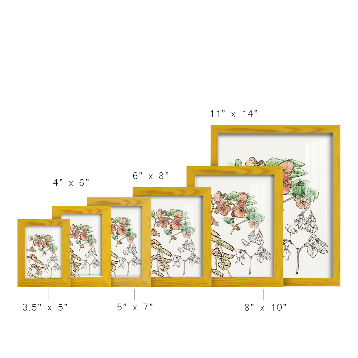 Begonia Study -Framed Print w/glass-Sunflower Yellow