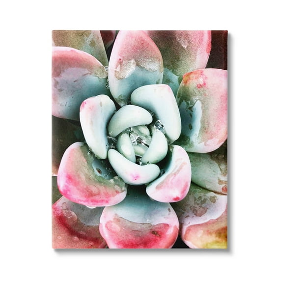 Succulent Plant Rain Droplet Botanical & Floral Photograph Gallery Wrapped Canvas Print Wall Art