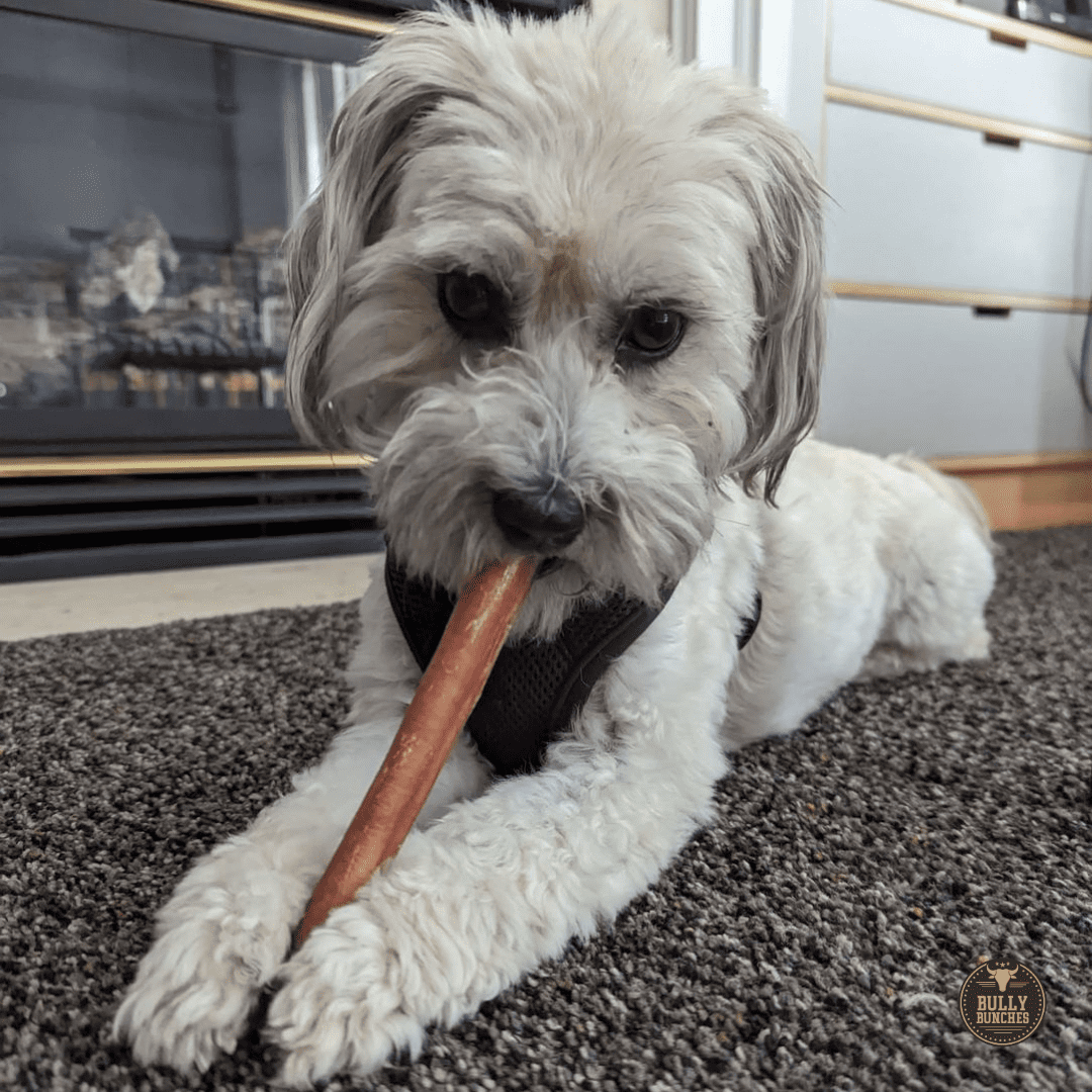 6 Inch Thick Bully Stick - 10 Pack