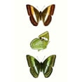 thumbnail image 3 of Vision Studio 11x14 Black Modern Framed Museum Art Print Titled - Butterfly Specimen III, 3 of 5