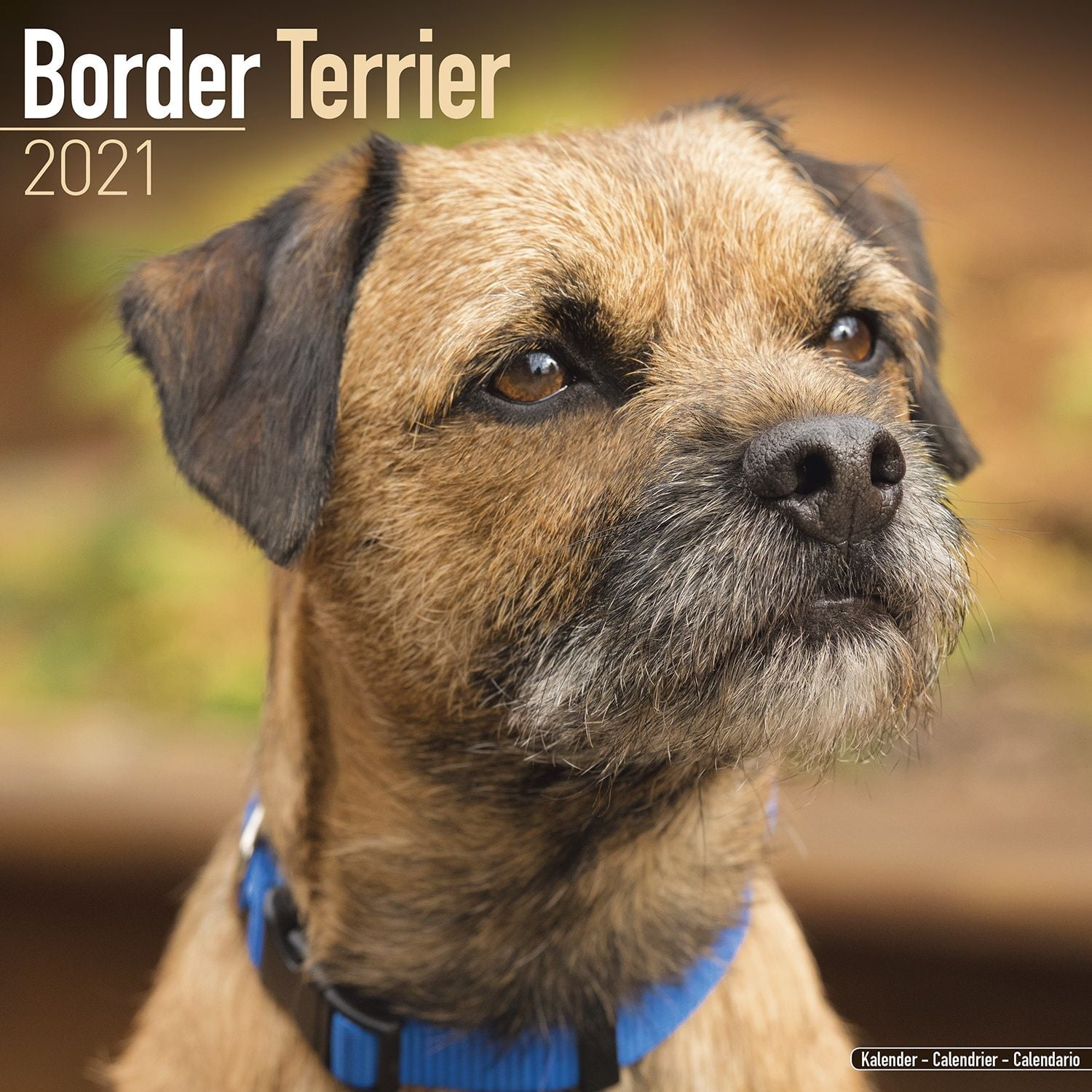 large border terrier