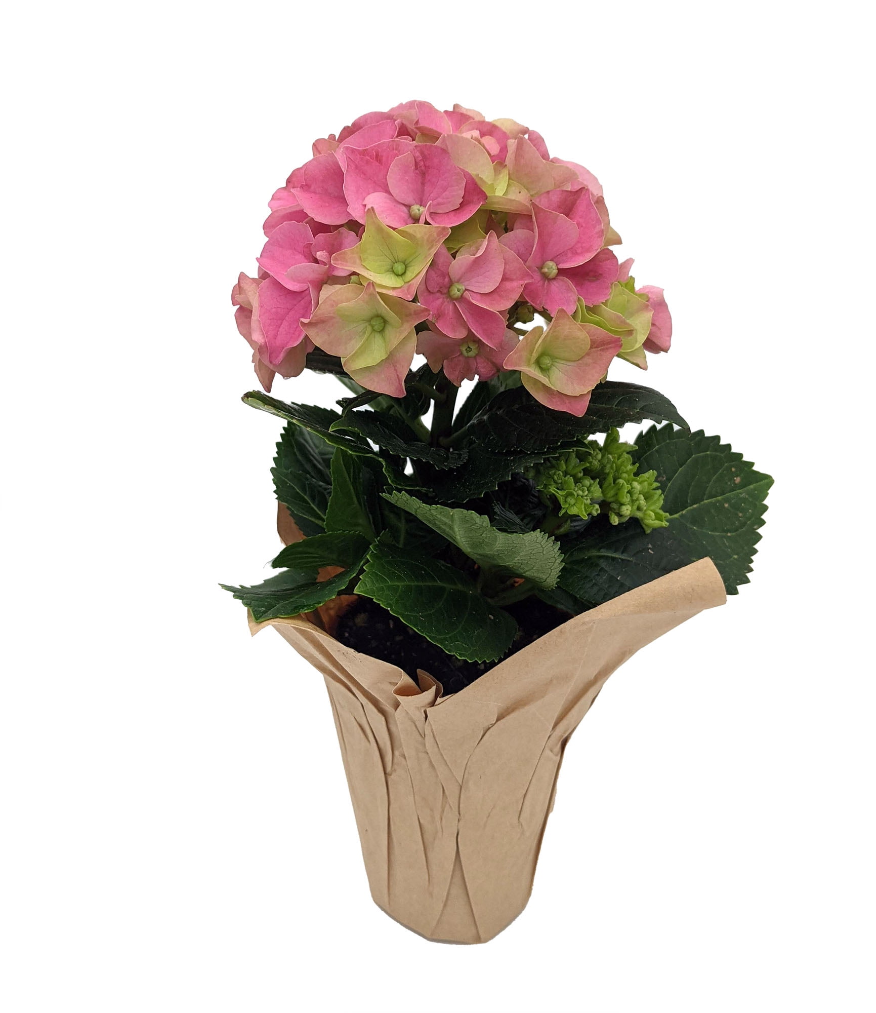 Pink Shades Hydrangea 2.5&quot; Self Watering Pot Enjoy