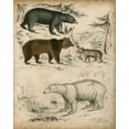 thumbnail image 2 of Unknown 20x24 Black Ornate Wood Framed with Double Matting Museum Art Print Titled - Non-Embellished Species of Bear, 2 of 4