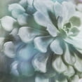 thumbnail image 2 of Weisz, Irene 26x26 Black Ornate Wood Framed with Double Matting Museum Art Print Titled - Soft Succulent I, 2 of 4