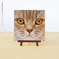 thumbnail image 4 of Pintoo - P1177 - Gros Plan de Chat - Puzzle en Plastique Mini 256 Pcs, 4 of 5