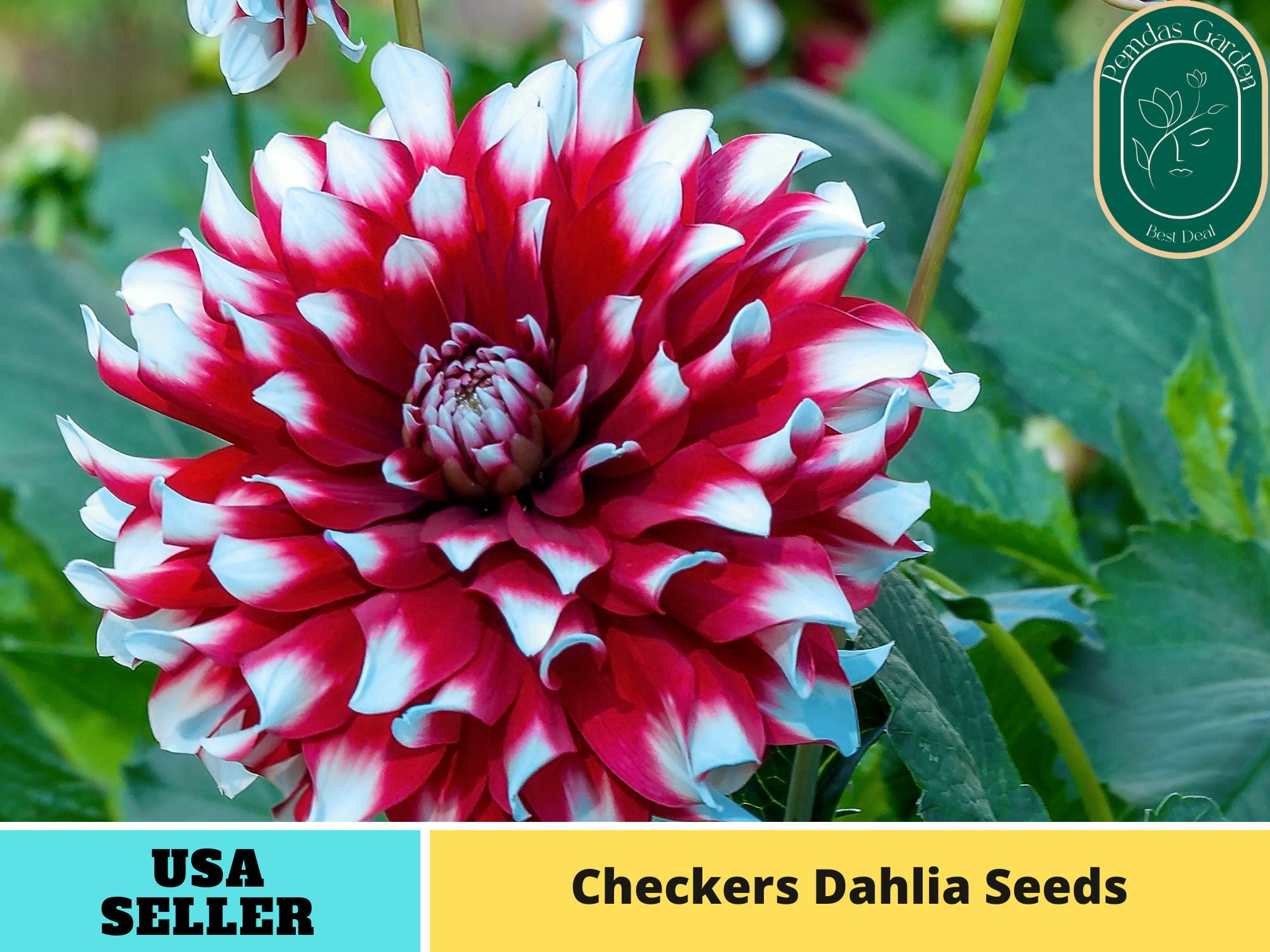 40+ Seeds Checkers Dahlia Perennial Seeds Authentic Seeds