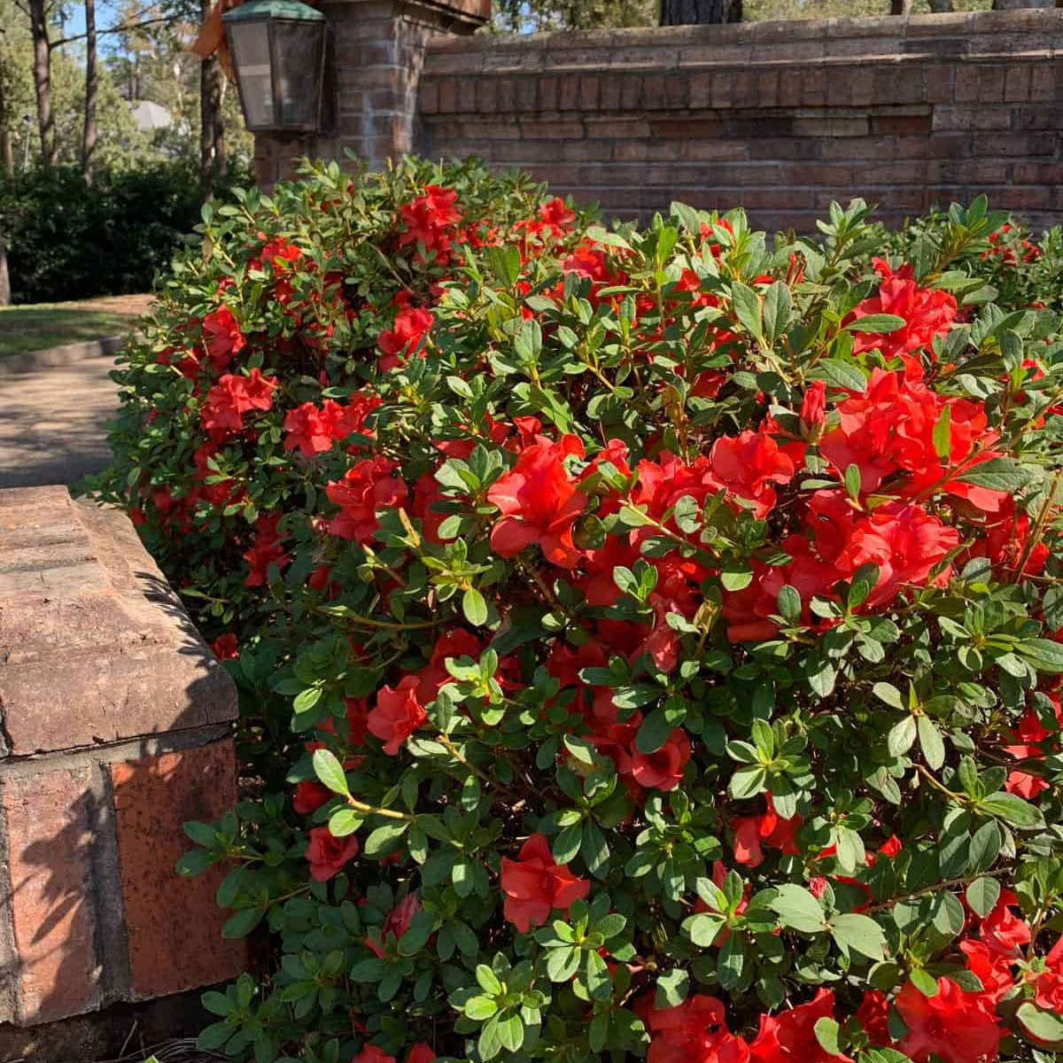 Encore Azalea Autumn Sunset Live Shrub in 1-Gallon Grower Pot