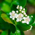 thumbnail image 3 of Brighter Blooms - Viking Aronia Chokeberry Bush, 3 gal - No Shipping to AK, AZ, CA, HI, OR, WA, 3 of 5