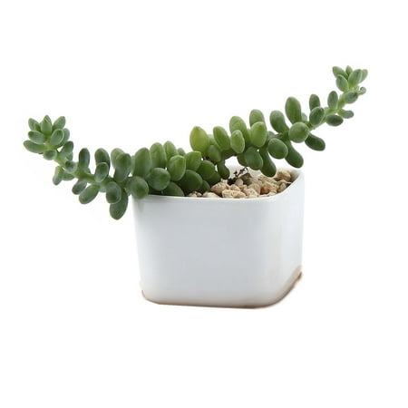 1 2 4pcs Ceramic White Mini Square Succulent Plant Pot Cactus